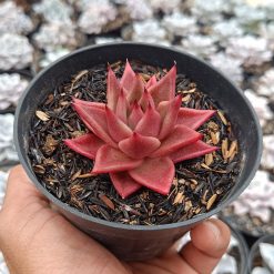 2640. Echeveria Agavoides Romeo Rubin - Image 3
