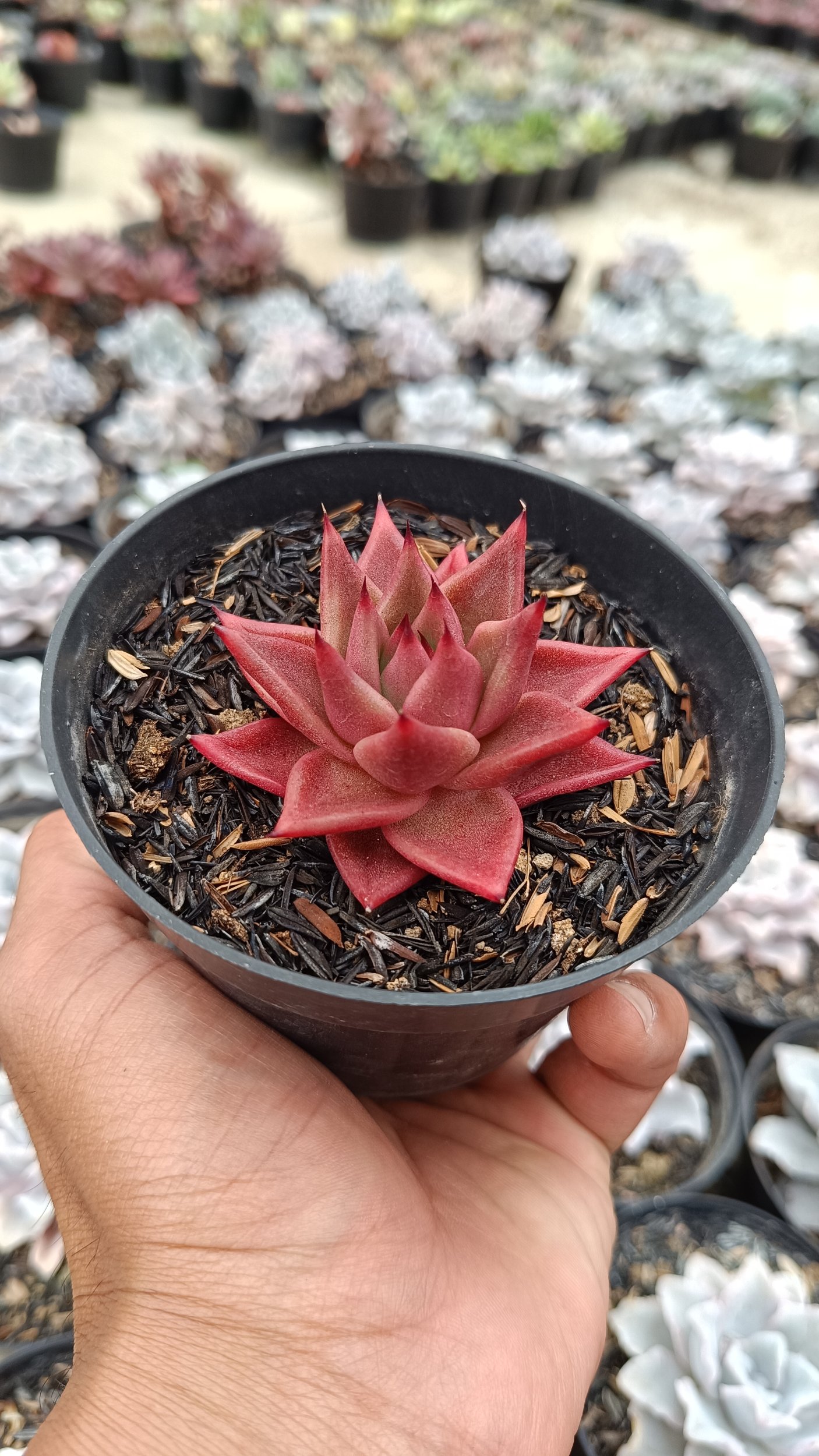 2640. Echeveria Agavoides Romeo Rubin - Image 3