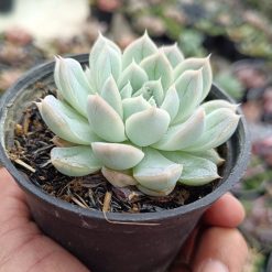 2681. Echeveria Artic Ice 3pcs - Image 2
