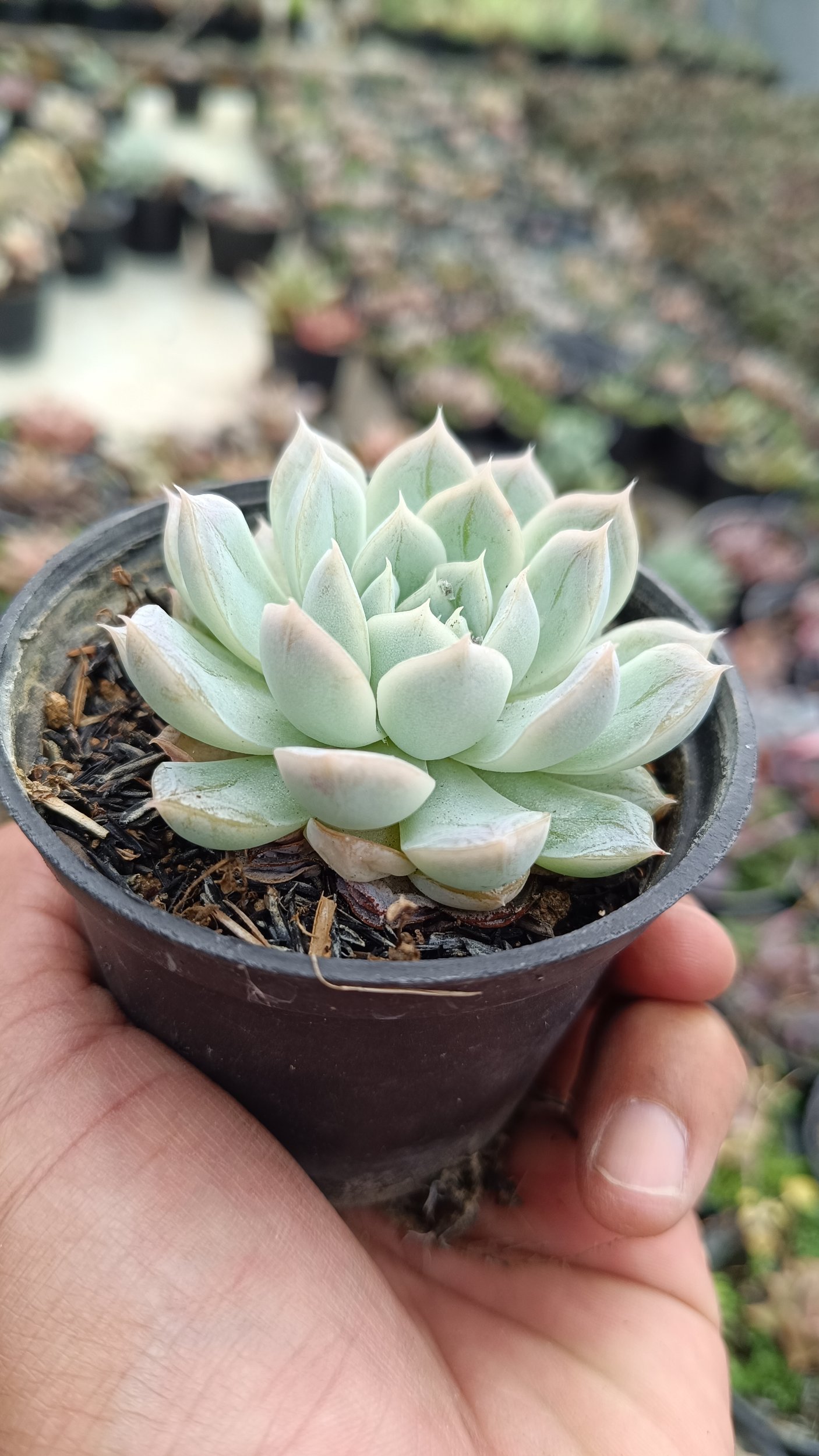 2681. Echeveria Artic Ice 3pcs - Image 2