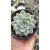 2681. Echeveria Artic Ice 3pcs