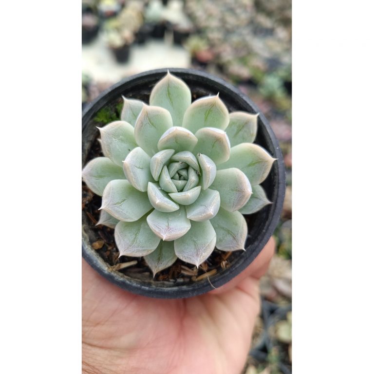 2681. Echeveria Artic Ice 3pcs