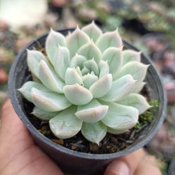 2681. Echeveria Artic Ice 3pcs - Image 3