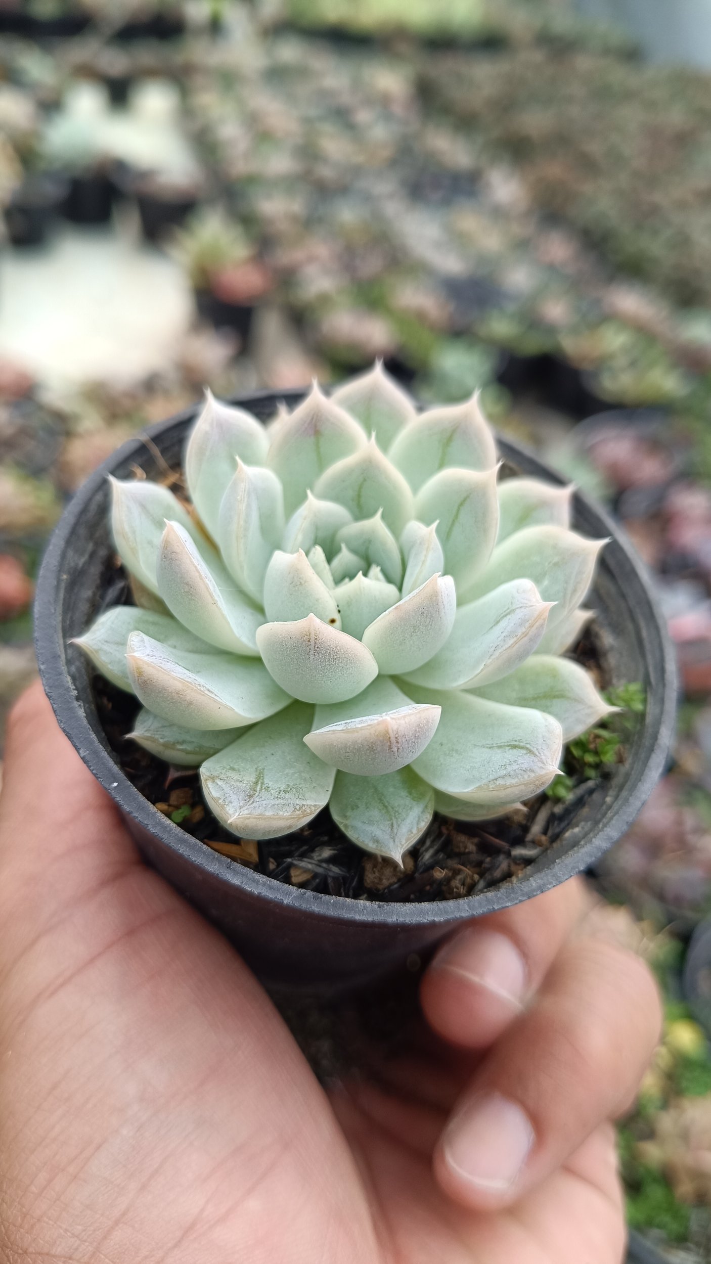 2681. Echeveria Artic Ice 3pcs - Image 3