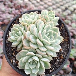 2649. Echeveria Artic Ice Cluster - Image 2