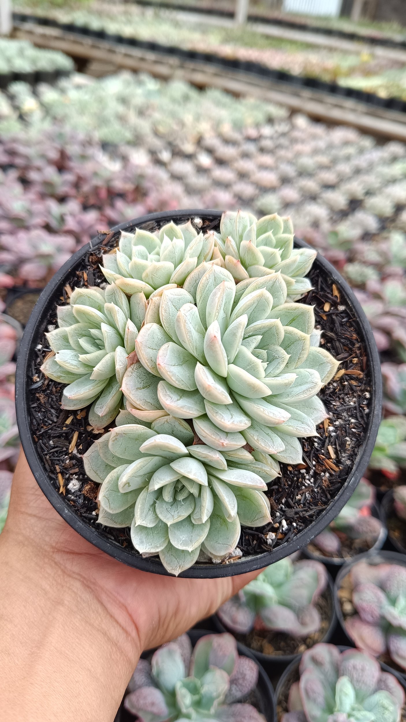 2649. Echeveria Artic Ice Cluster - Image 2