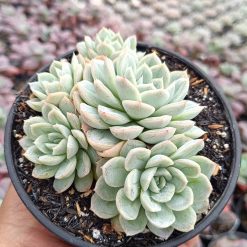 2649. Echeveria Artic Ice Cluster - Image 3