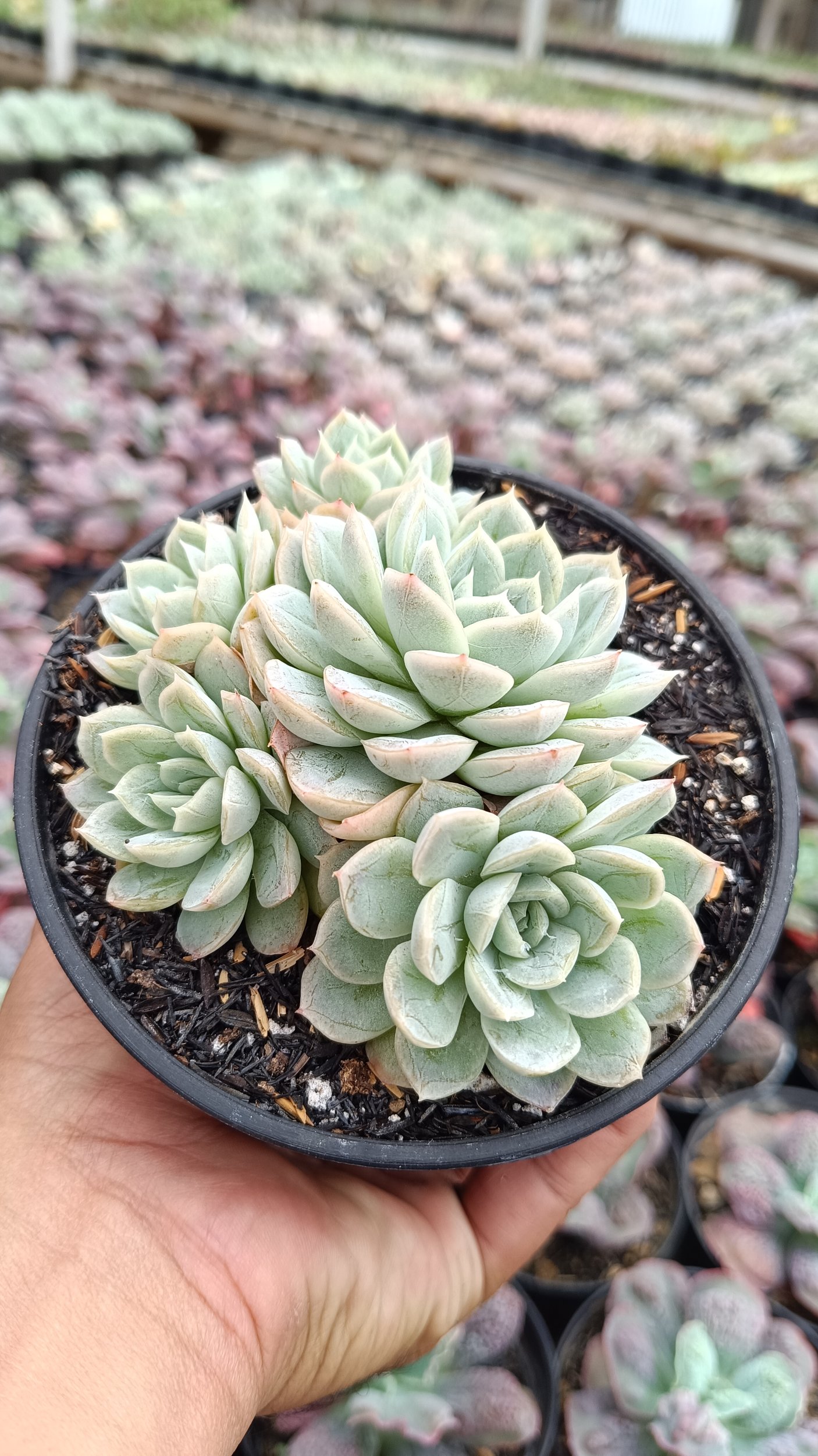 2649. Echeveria Artic Ice Cluster - Image 3