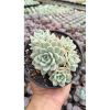 2649. Echeveria Artic Ice Cluster