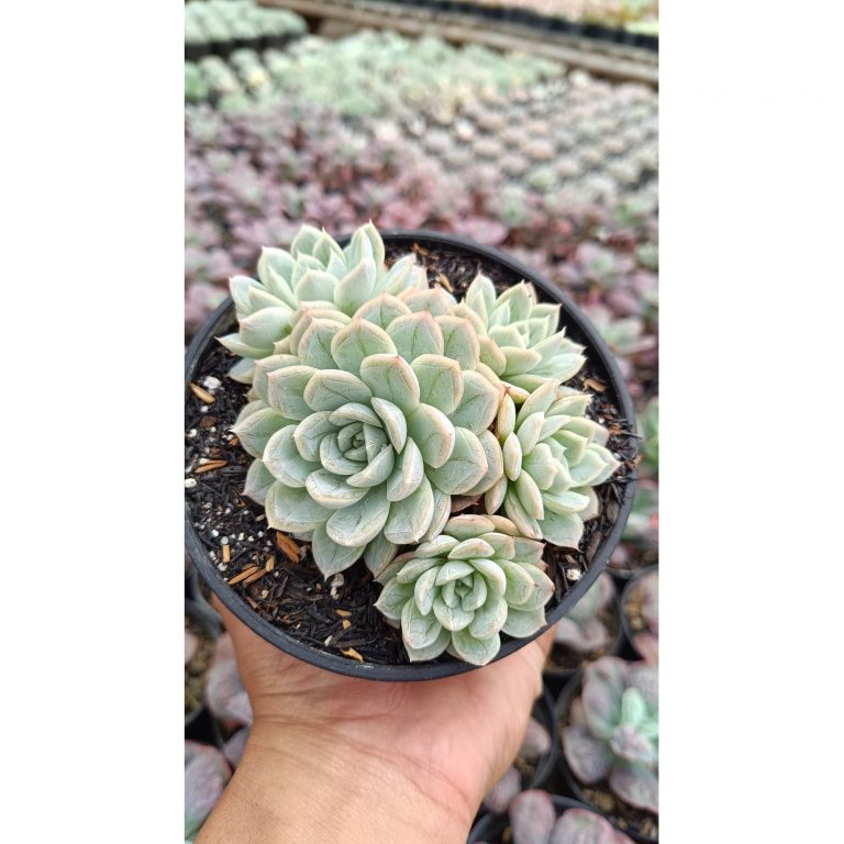 2649. Echeveria Artic Ice Cluster