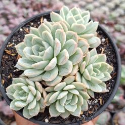 2649. Echeveria Artic Ice Cluster - Image 4