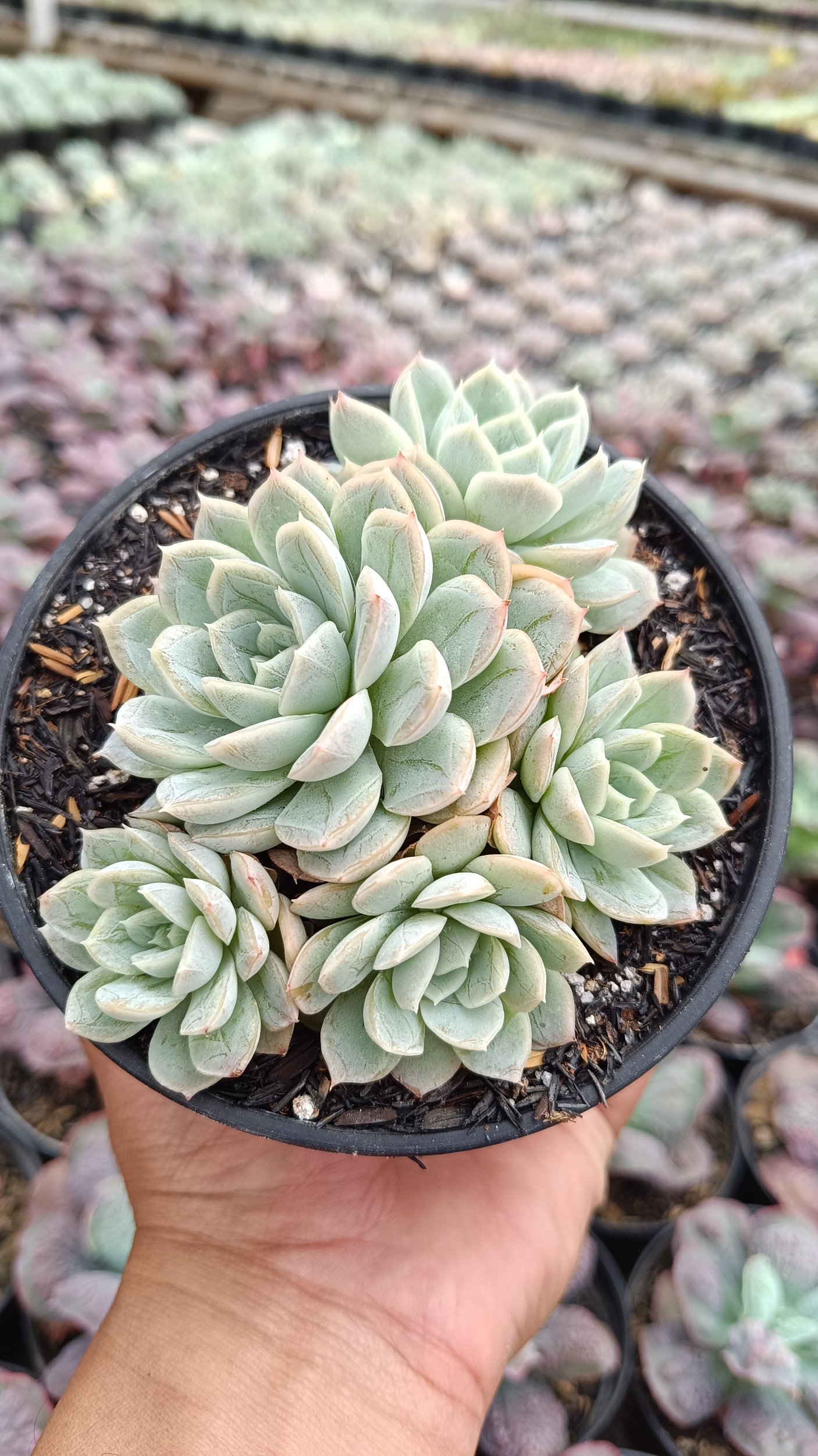 2649. Echeveria Artic Ice Cluster - Image 4