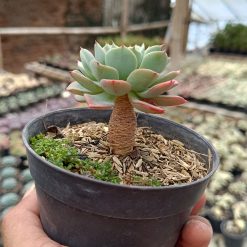 2673. Echeveria Bella Donna 3pcs - Image 2