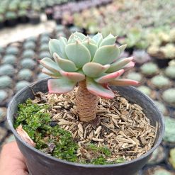 2673. Echeveria Bella Donna 3pcs - Image 3