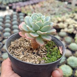 2673. Echeveria Bella Donna 3pcs - Image 4