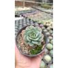 2673. Echeveria Bella Donna 3pcs
