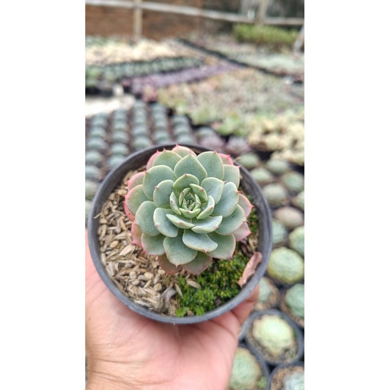 2673. Echeveria Bella Donna 3pcs