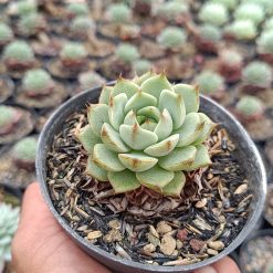 2650. Echeveria Ben Badis 3pcs - Image 2