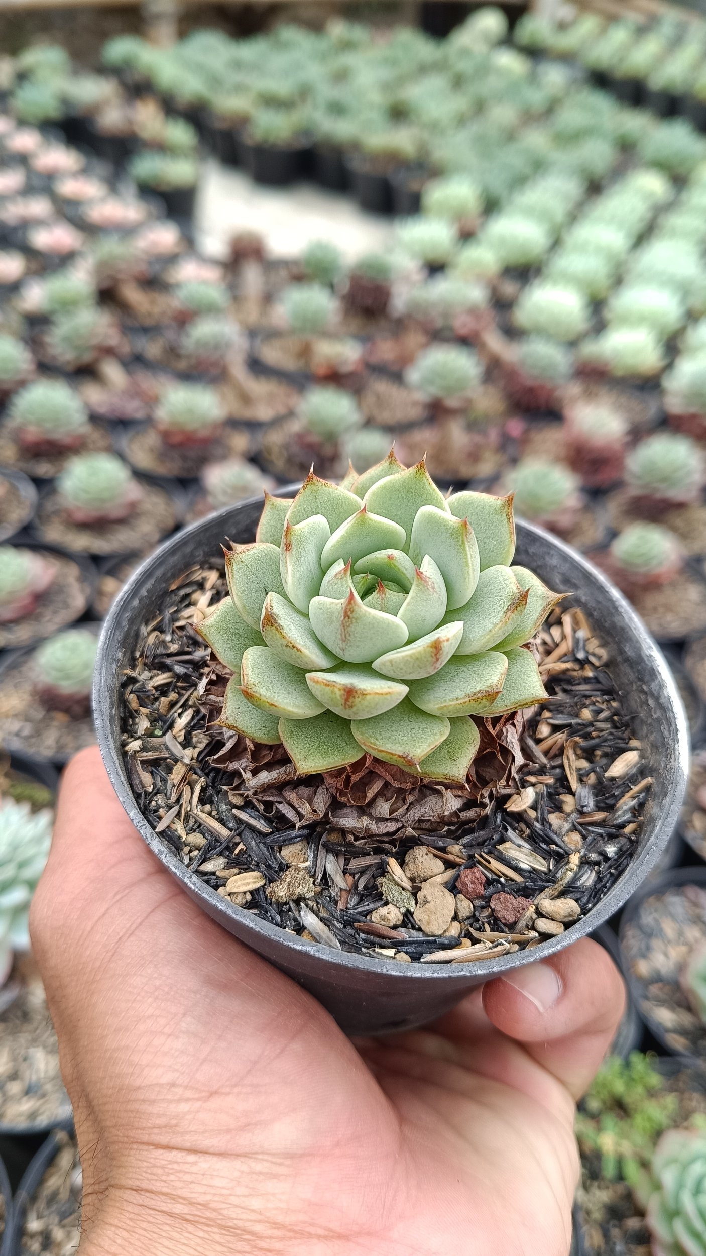 2650. Echeveria Ben Badis 3pcs - Image 2