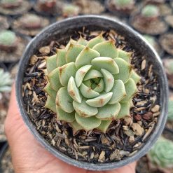 2650. Echeveria Ben Badis 3pcs - Image 3