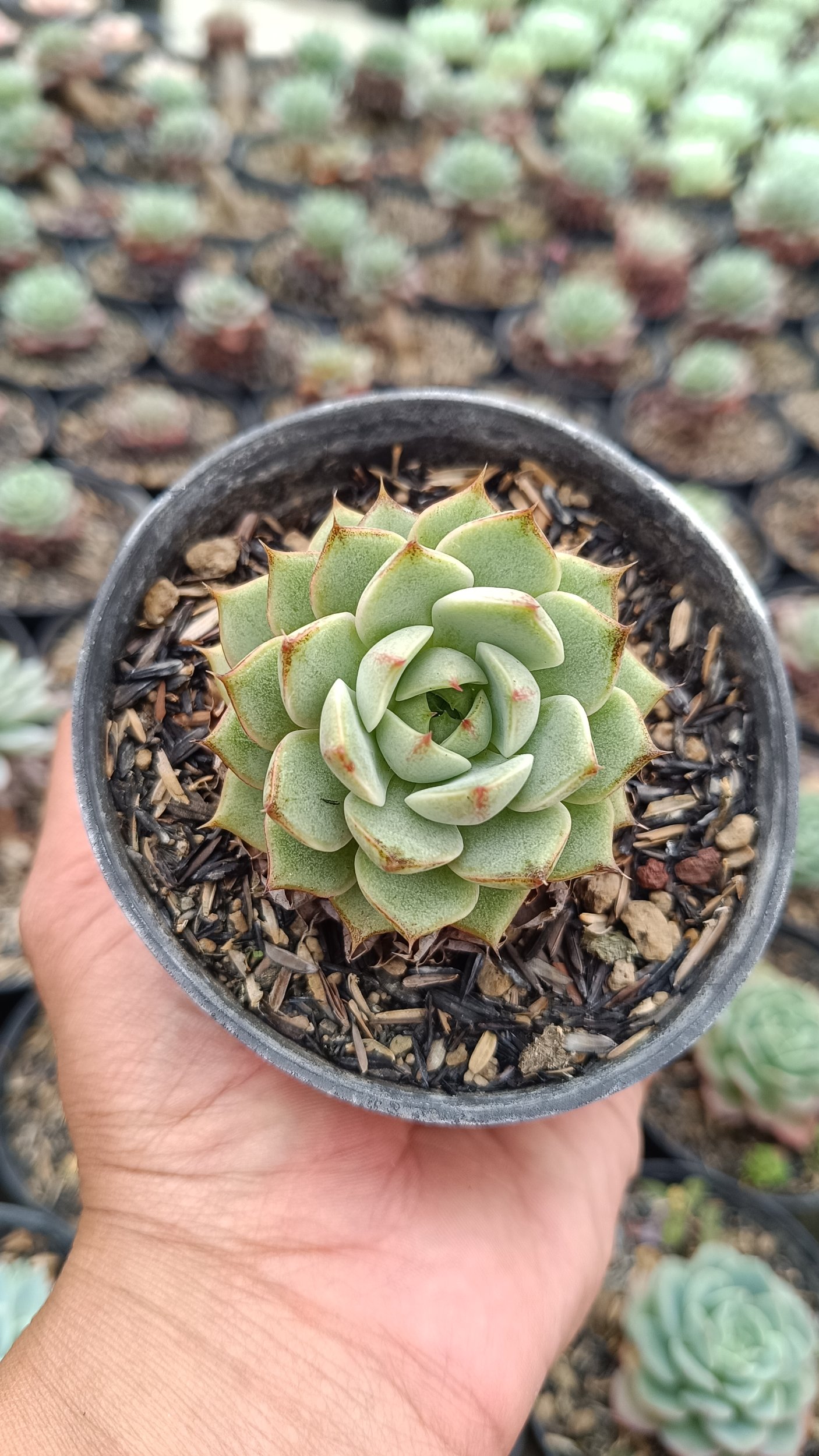 2650. Echeveria Ben Badis 3pcs - Image 3