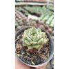 2650. Echeveria Ben Badis 3pcs