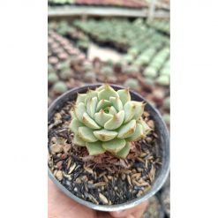 2650. Echeveria Ben Badis 3pcs