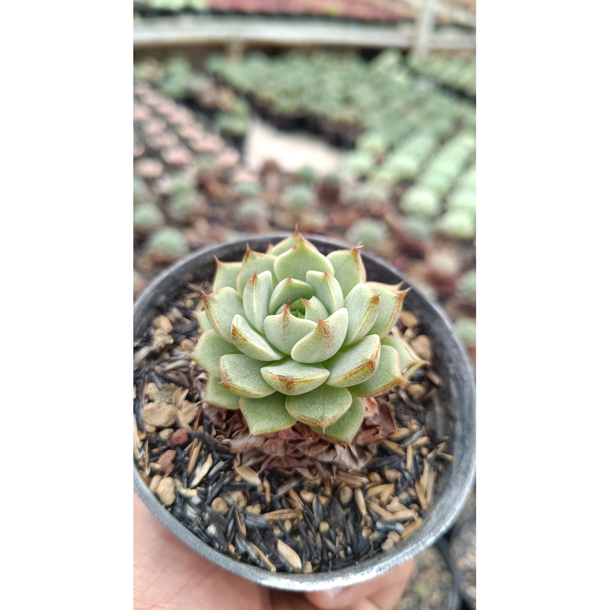 2650. Echeveria Ben Badis 3pcs