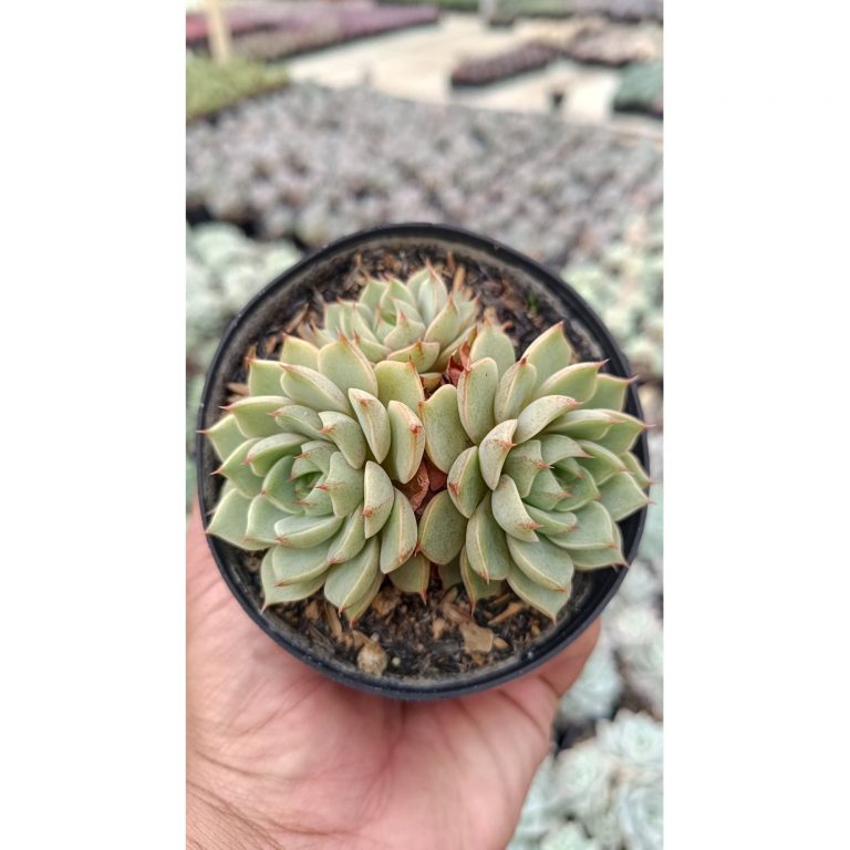 2651. Echeveria Ben Badis Cluster
