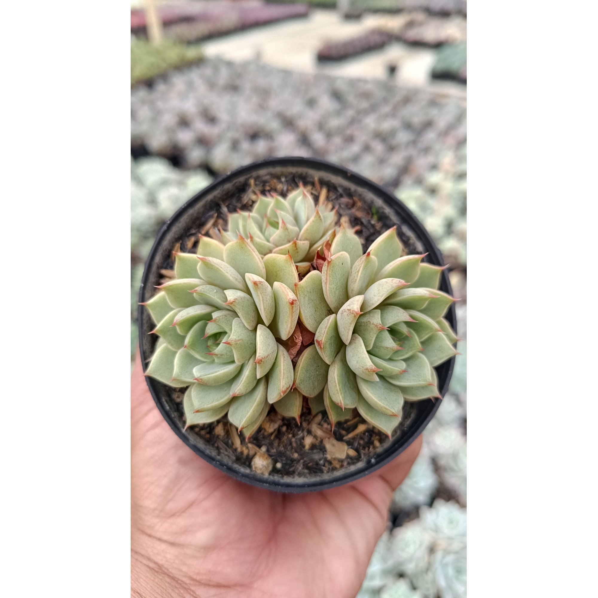 2651. Echeveria Ben Badis Cluster