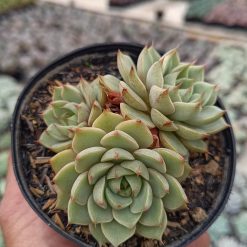 2651. Echeveria Ben Badis Cluster - Image 2