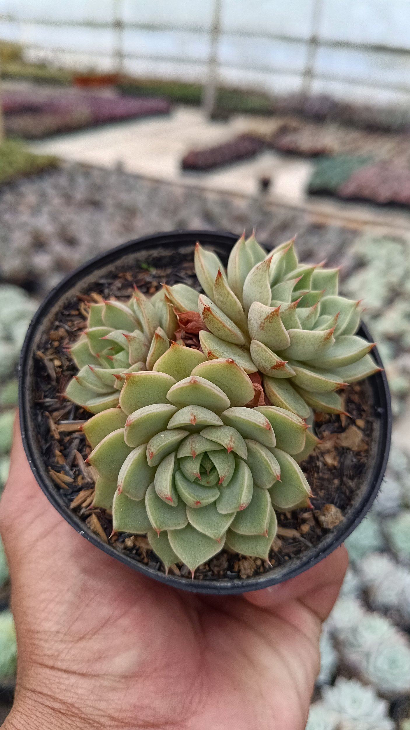 2651. Echeveria Ben Badis Cluster - Image 2