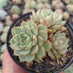 2651. Echeveria Ben Badis Cluster - Image 3
