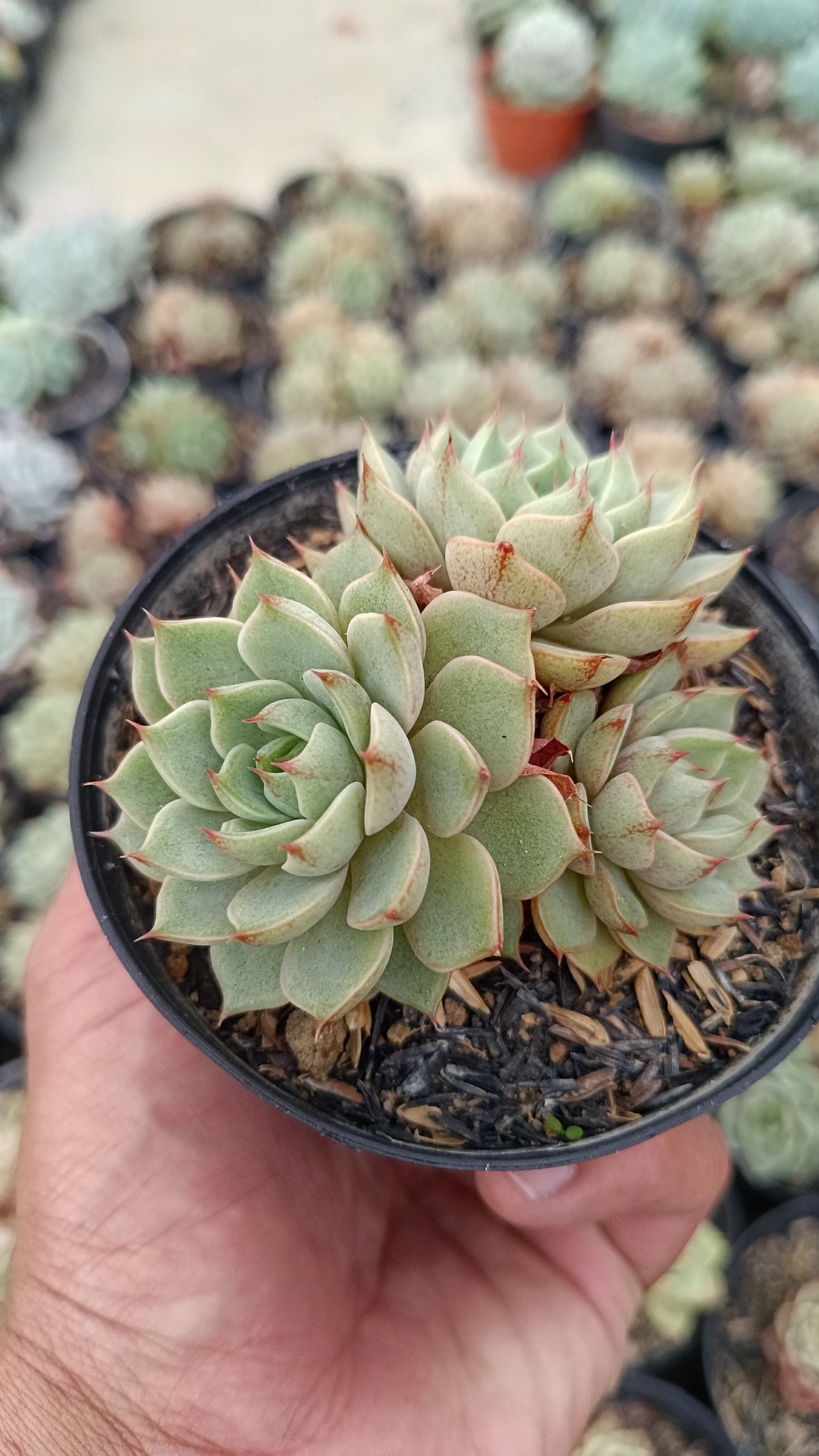 2651. Echeveria Ben Badis Cluster - Image 3