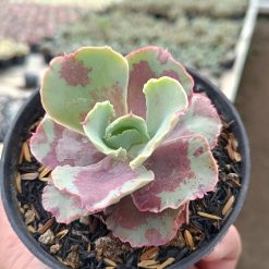 2656. Echeveria Chantilly Mutation size 7 cm - Image 2