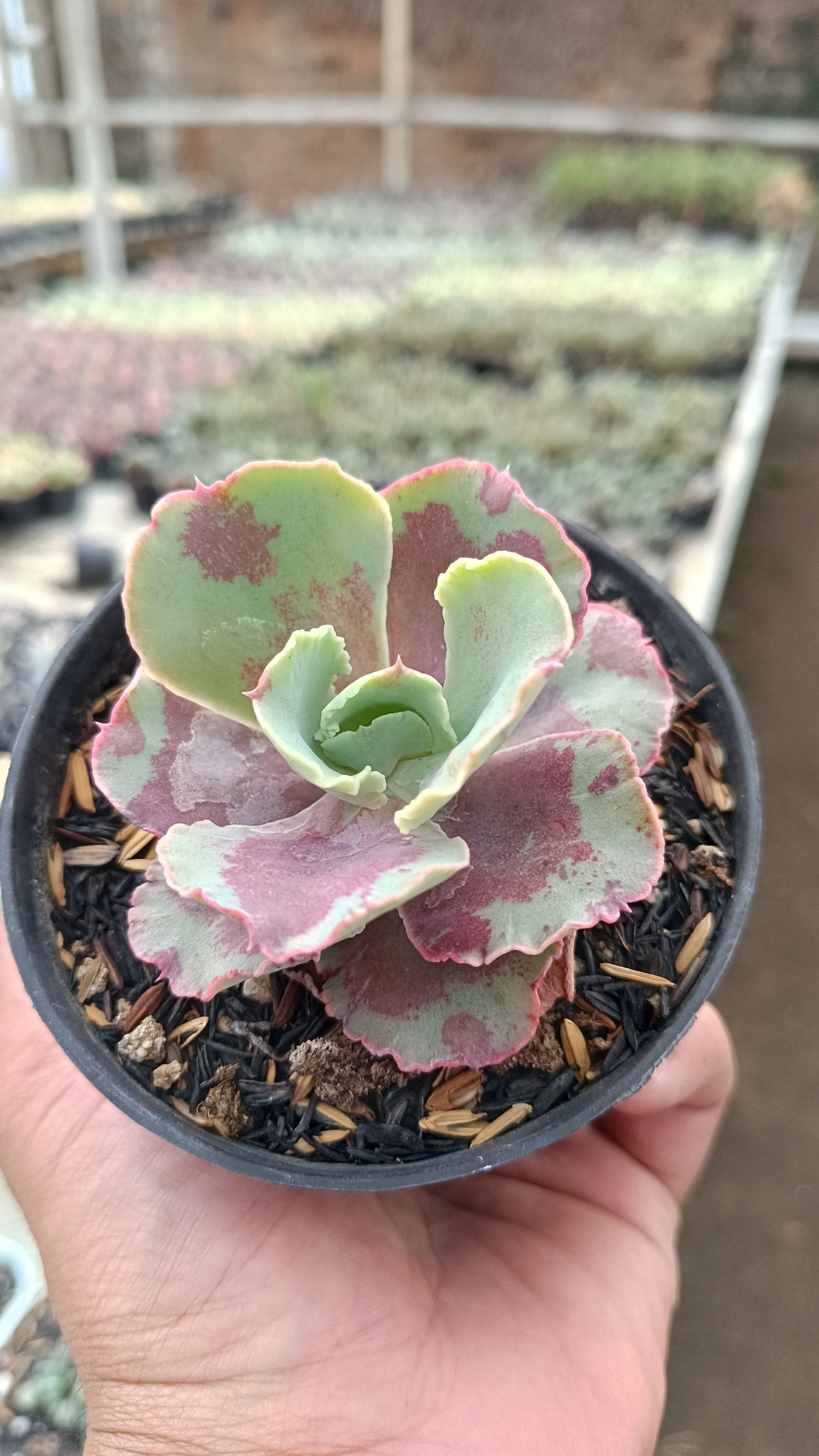 2656. Echeveria Chantilly Mutation size 7 cm - Image 2