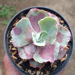 2656. Echeveria Chantilly Mutation size 7 cm - Image 3