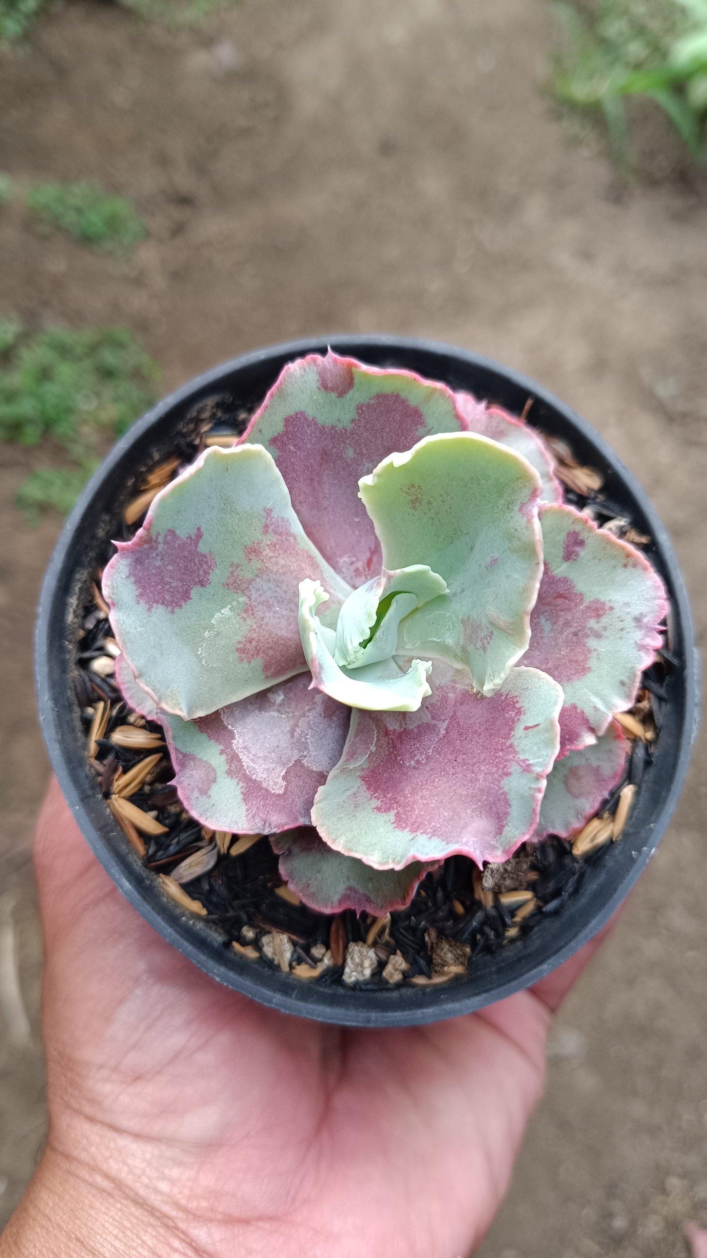 2656. Echeveria Chantilly Mutation size 7 cm - Image 3
