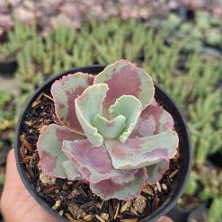 2656. Echeveria Chantilly Mutation size 7 cm - Image 4