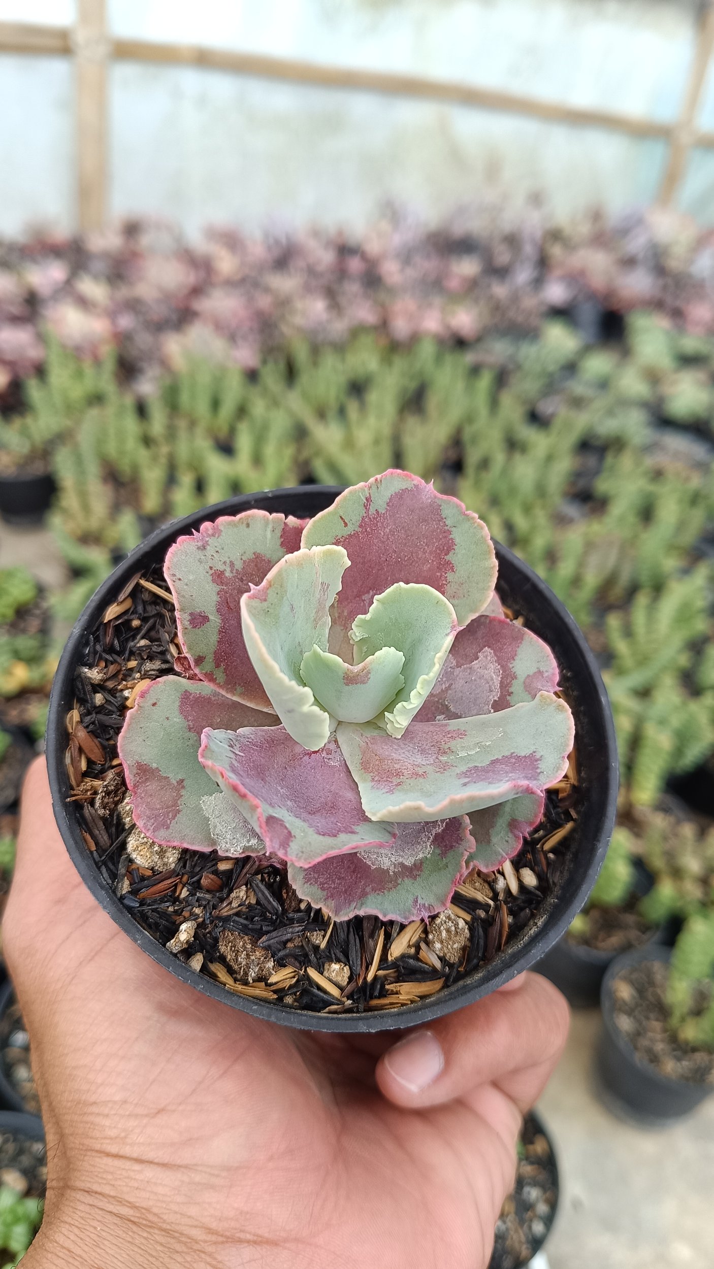 2656. Echeveria Chantilly Mutation size 7 cm - Image 4