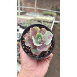 2656. Echeveria Chantilly Mutation size 7 cm