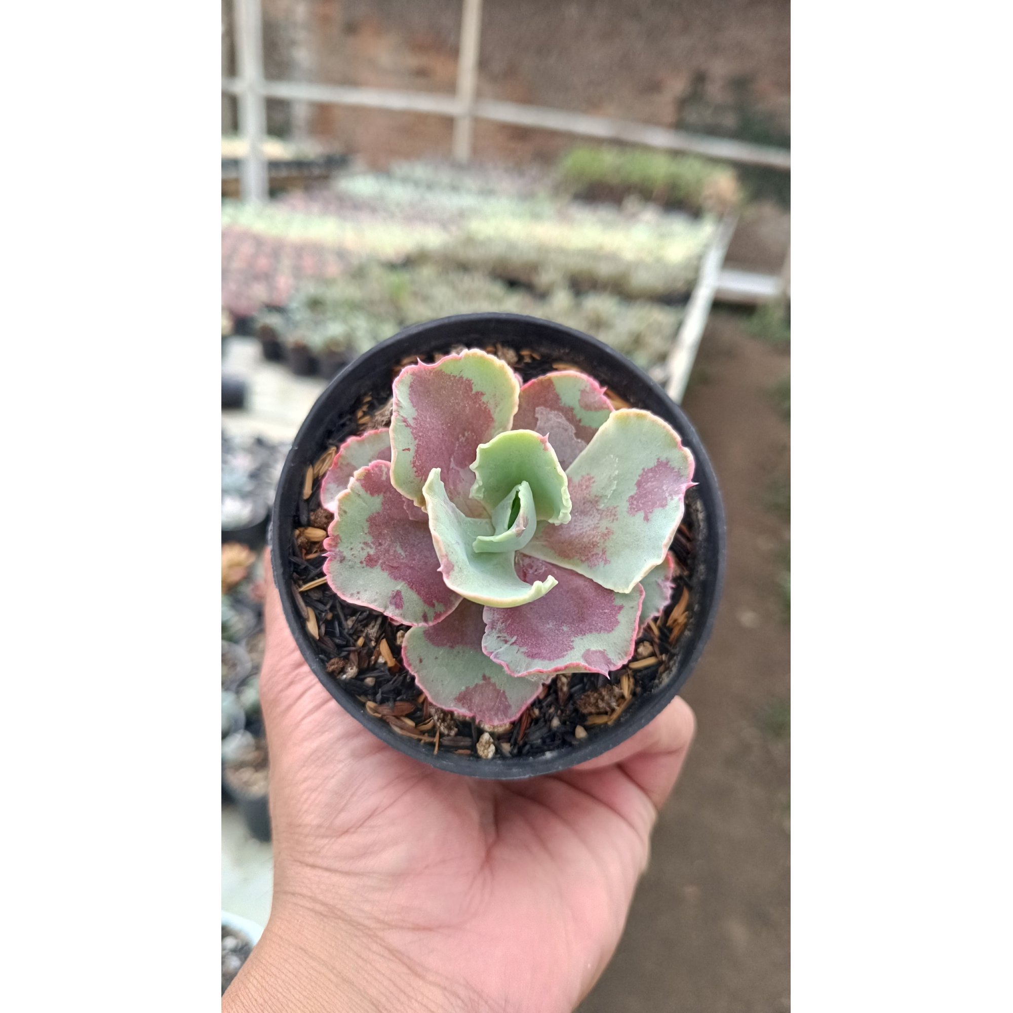 2656. Echeveria Chantilly Mutation size 7 cm