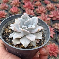 2665. Echeveria Crispate Beauty - Image 2