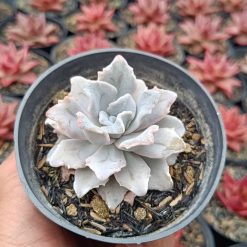 2665. Echeveria Crispate Beauty - Image 3