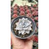 2665. Echeveria Crispate Beauty