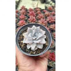 2665. Echeveria Crispate Beauty