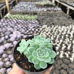 2632. Echeveria Elegans 3pcs - Image 2