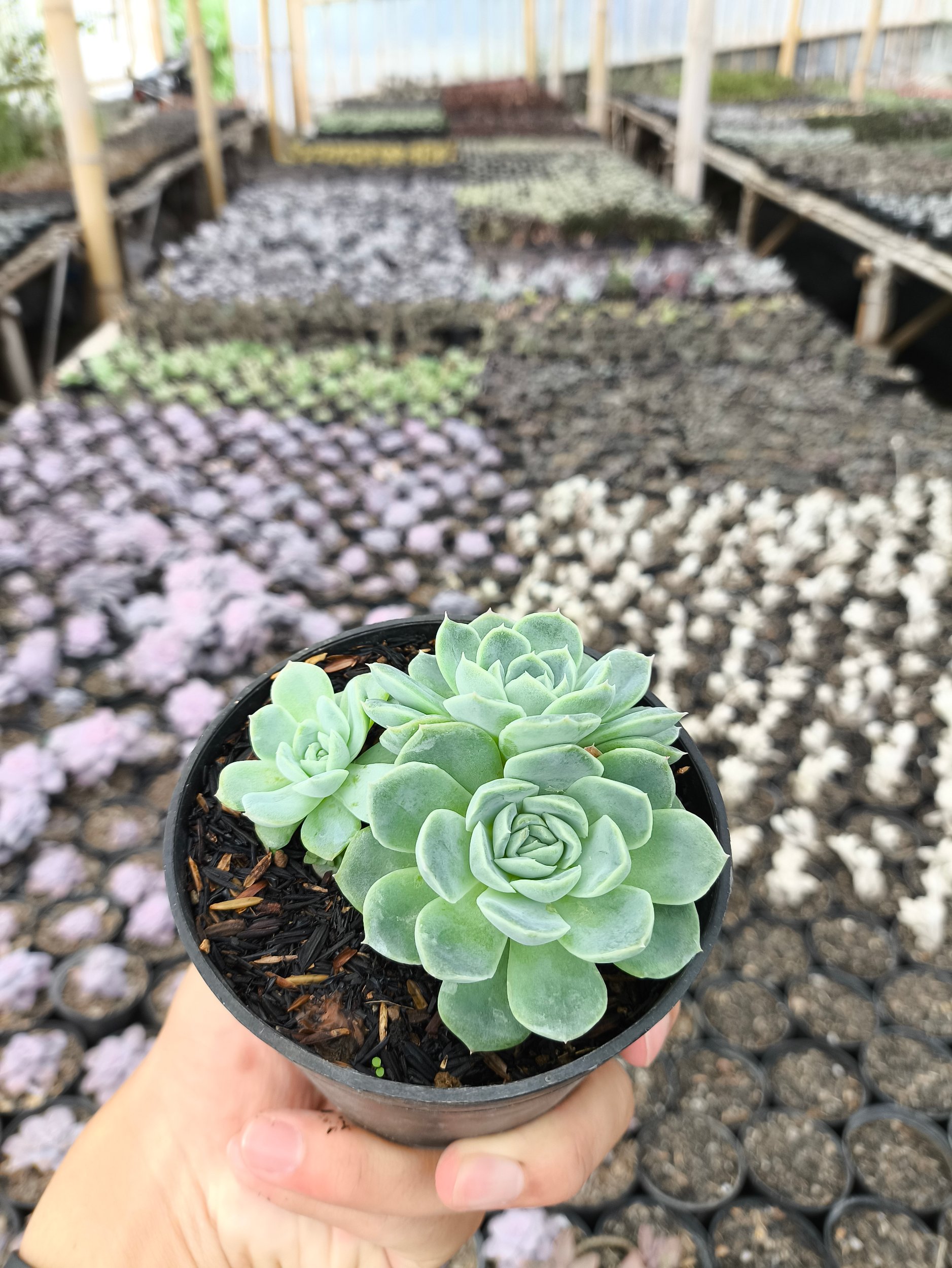 2632. Echeveria Elegans 3pcs - Image 2