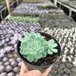 2632. Echeveria Elegans 3pcs - Image 3
