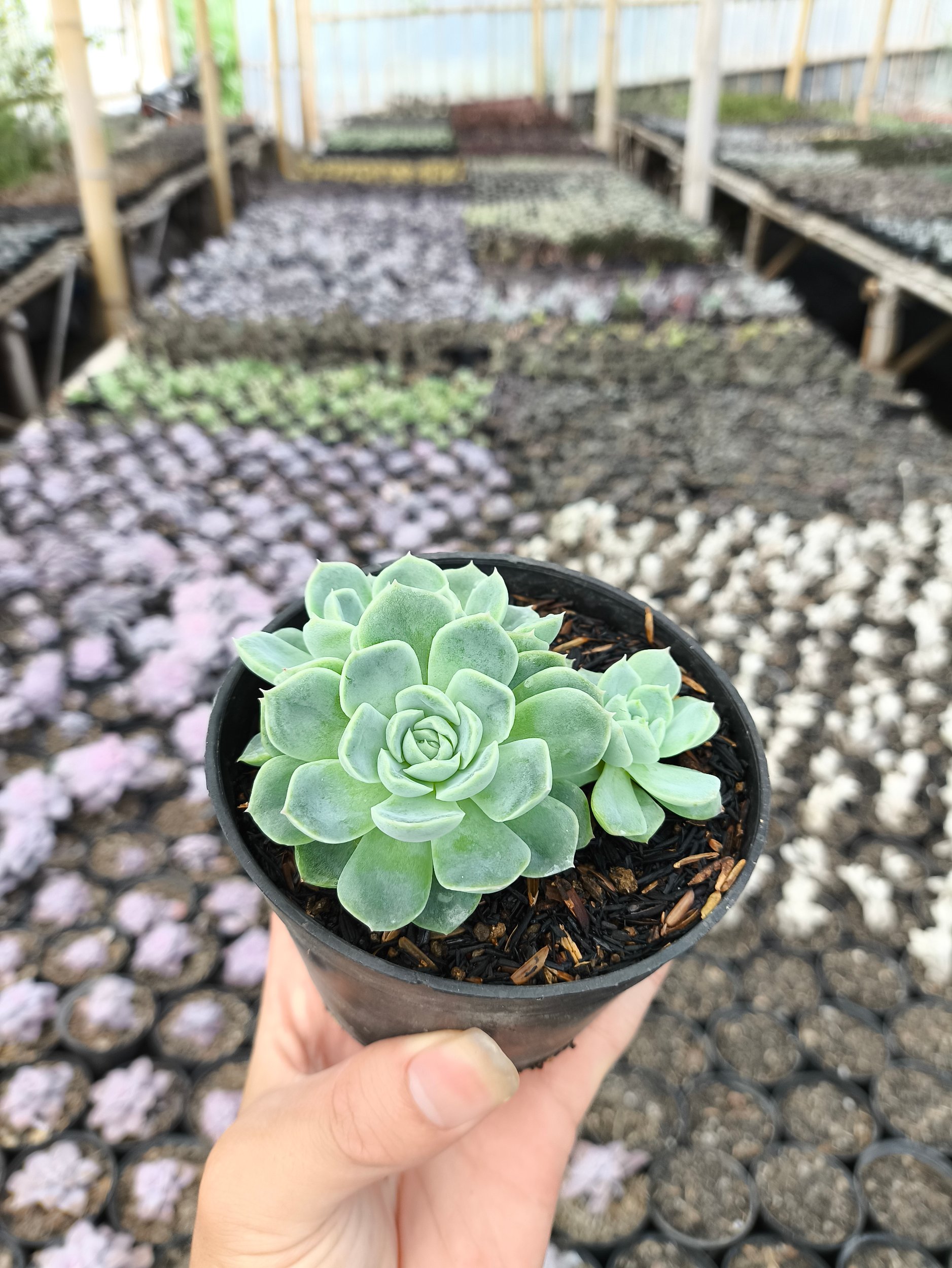 2632. Echeveria Elegans 3pcs - Image 3